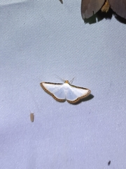 Leuciris