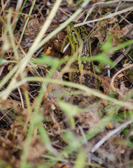 Liolaemus chiliensis