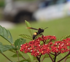 Polistes sagittarius