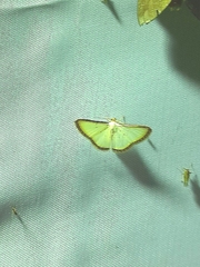 Leuciris
