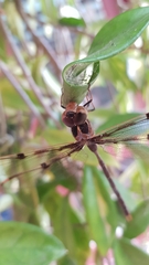 Telephlebia godeffroyi