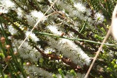 Melaleuca brevifolia