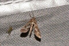 Diasemiopsis ramburialis