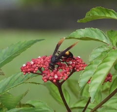 Polistes sagittarius