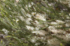 Melaleuca brevifolia
