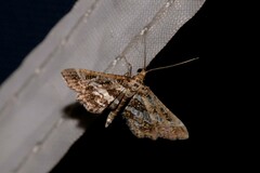Diasemiopsis ramburialis