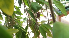 Telephlebia godeffroyi