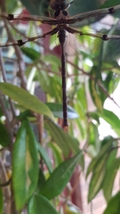 Telephlebia godeffroyi