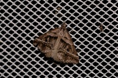 Dichromodes stilbiata