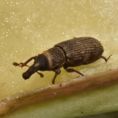 Dryophthorus americanus