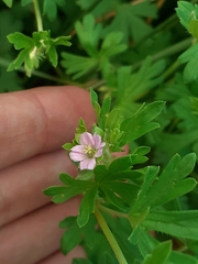 Geranium solanderi