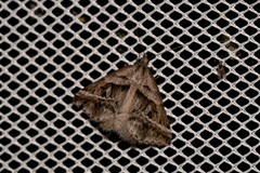 Dichromodes stilbiata