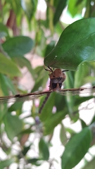 Telephlebia godeffroyi