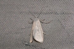 Tipanaea patulella