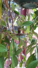 Telephlebia godeffroyi