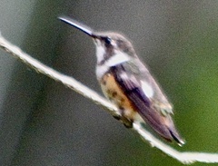 Philodice mitchellii