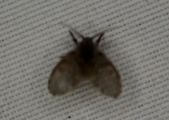 Clogmia albipunctata