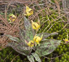 Erythronium