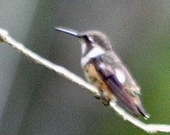 Philodice mitchellii