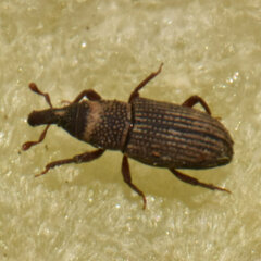 Dryophthorus americanus