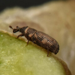 Dryophthorus americanus