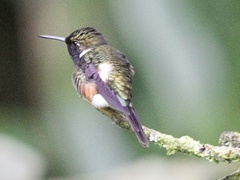 Philodice mitchellii