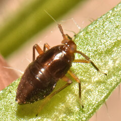 Pissonotus marginatus