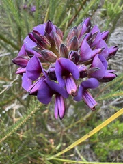 Gompholobium confertum