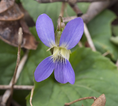 Viola affinis