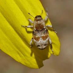 Cylindrocopturus mediinotus