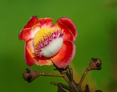 Couroupita guianensis