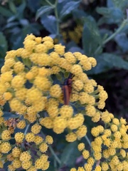 Stenoderus suturalis