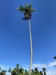 Areca