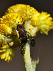 Acanthonevroides basalis