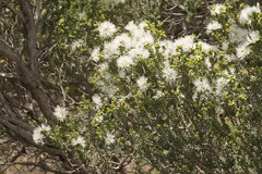 Melaleuca brevifolia