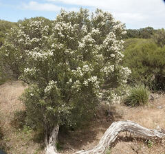 Melaleuca brevifolia