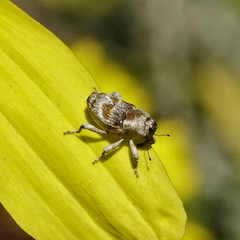 Cylindrocopturus mediinotus