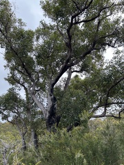 Eucalyptus marginata