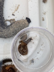 Dolabrifera dolabrifera