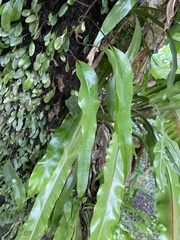 Pyrrosia lingua