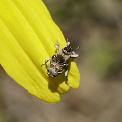 Cylindrocopturus mediinotus
