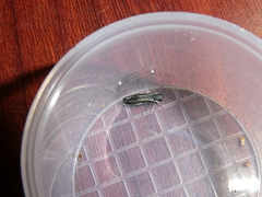 Agrilus bilineatus