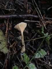 Hygrophoropsidaceae