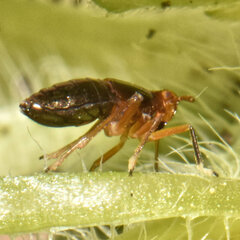 Pissonotus marginatus