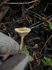 Hygrophoropsidaceae