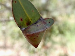 Cymbacha