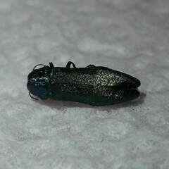 Agrilus cyanescens