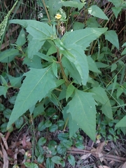 Sigesbeckia orientalis