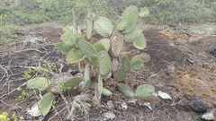 Opuntia galapageia