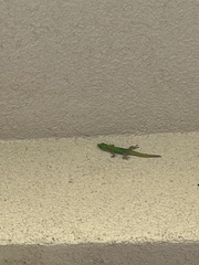 Phelsuma laticauda laticauda